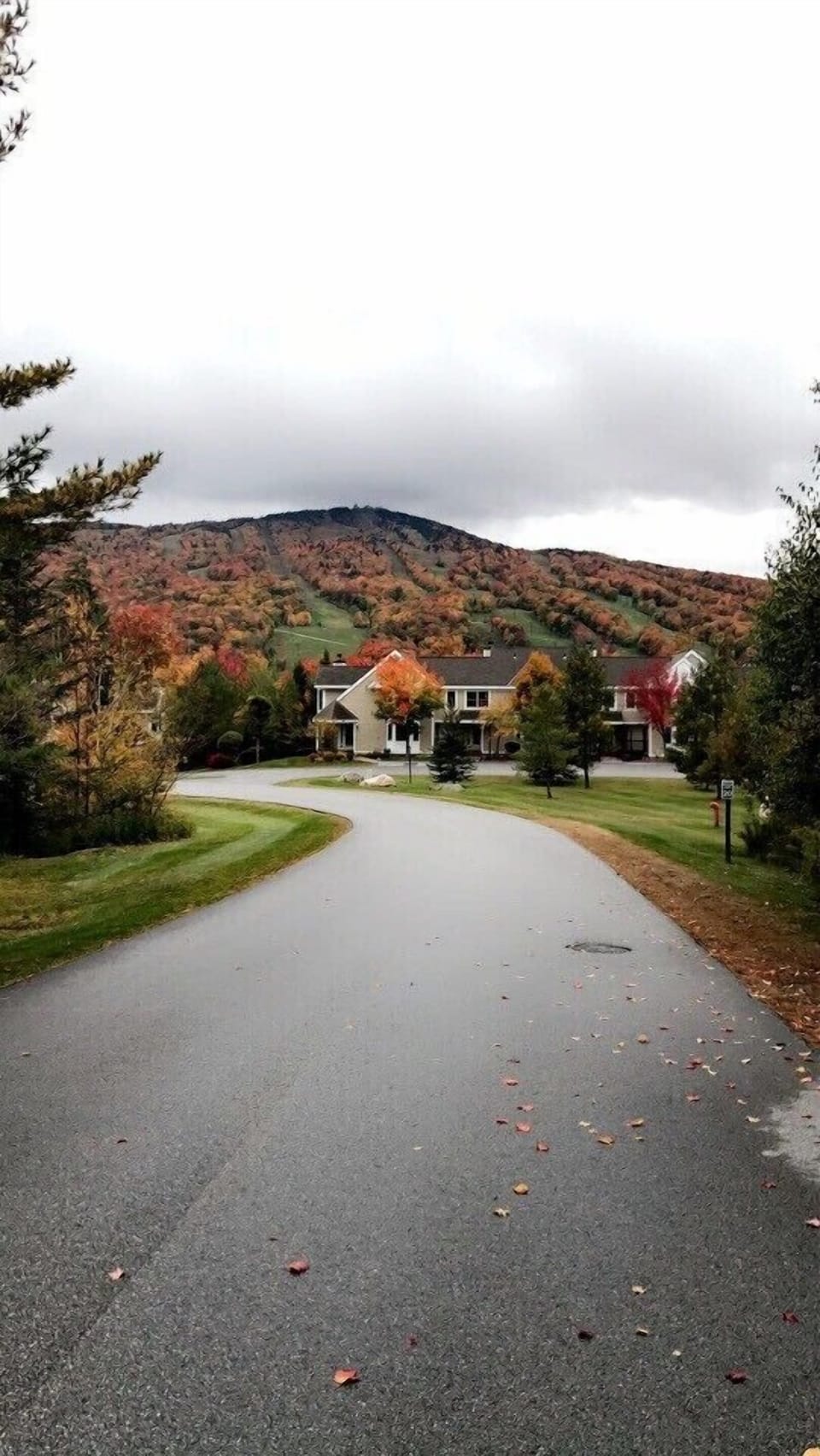 Autumn foliage view