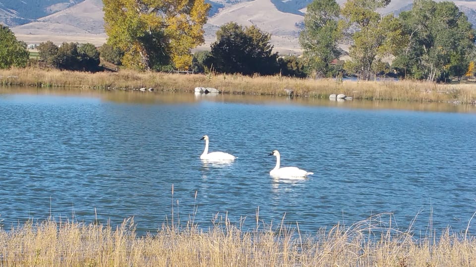 View of swans on pond at the Wild Rose on the Yellowstone