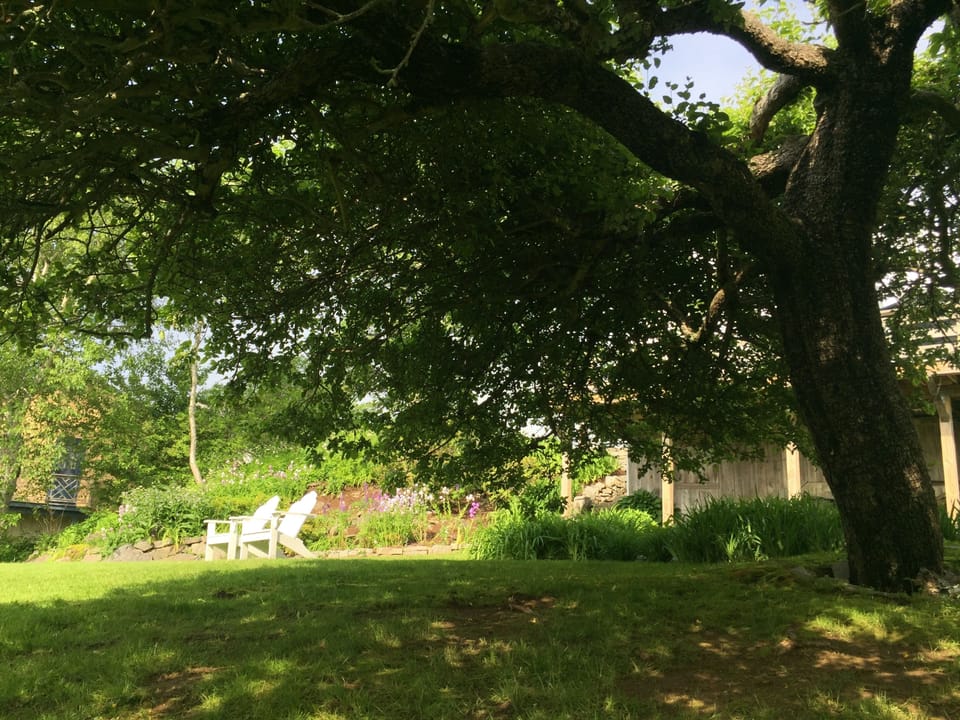 Apple tree provides perfect backyeard shade