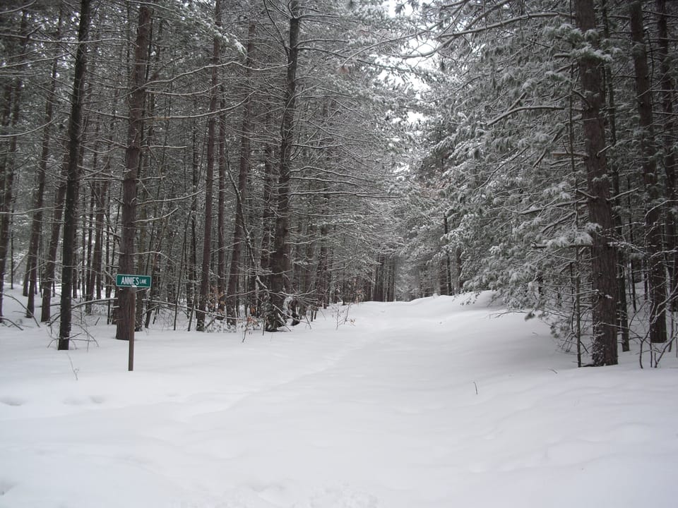 Our winter pine woods.