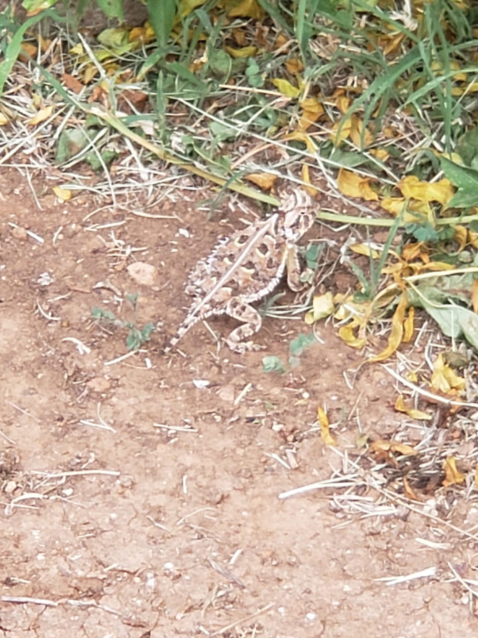 Many horny toad sightings on the property this year!