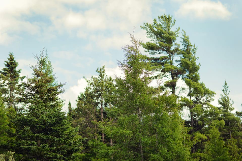 Trees surrounding property for privacy.