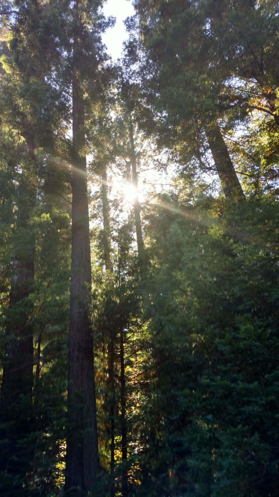 Redwood Forest Views