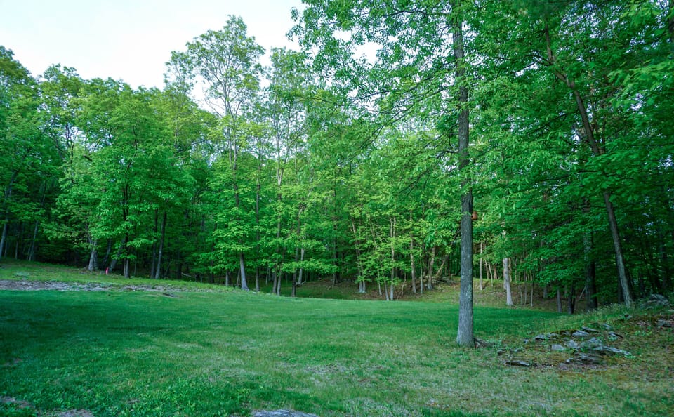 Lots of trees & yard