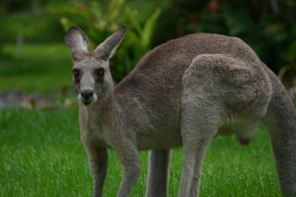 Visiting kangaroo