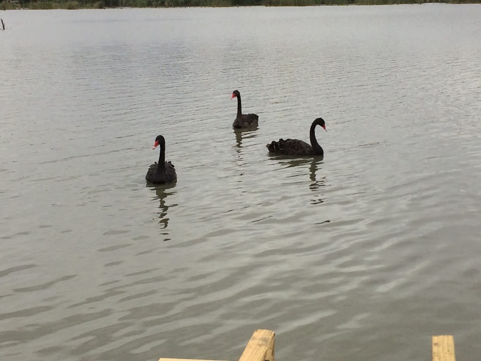 Meet some of the local residents!