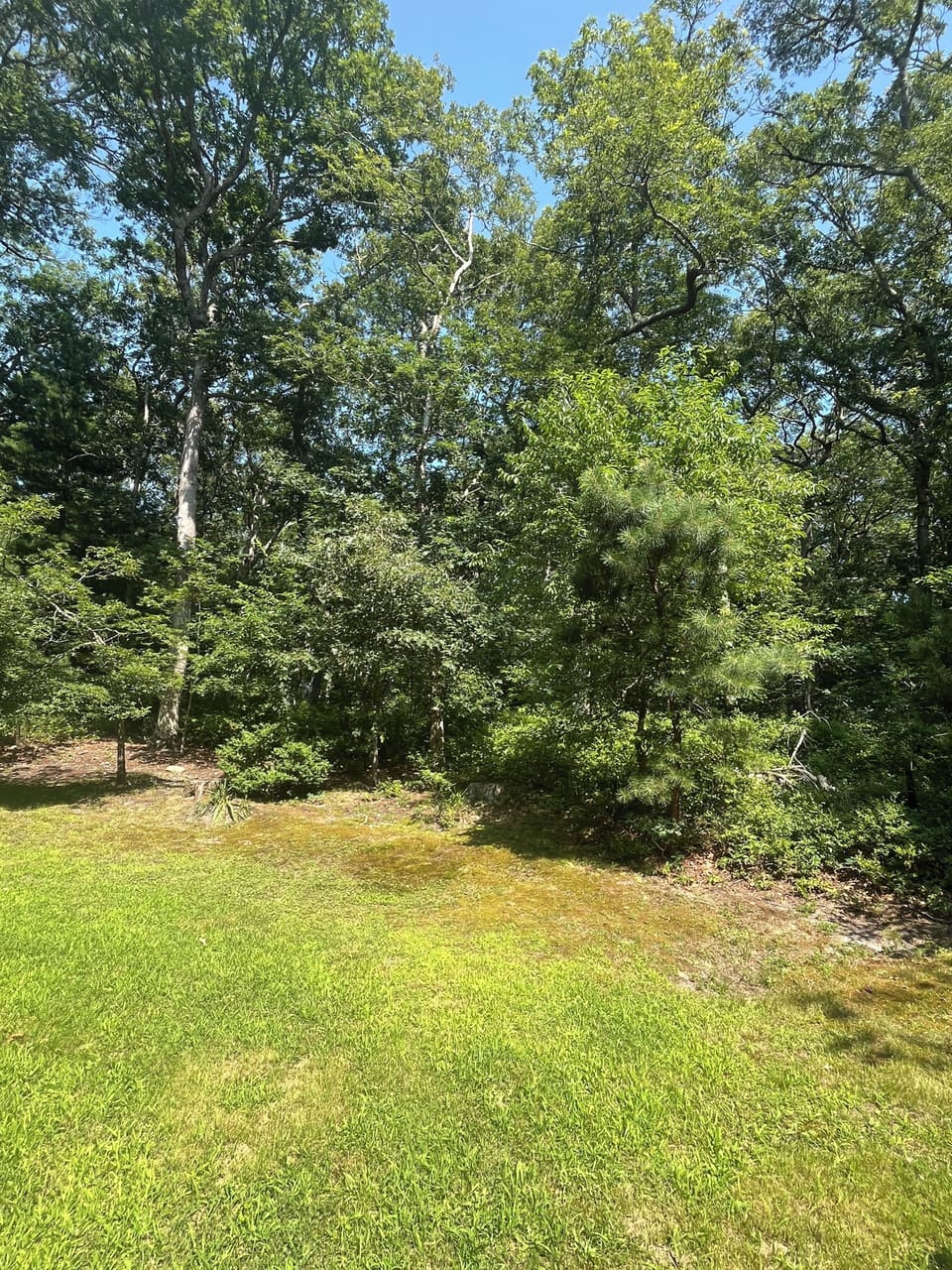 The woods in and around our backyard provide a pastoral refuge 