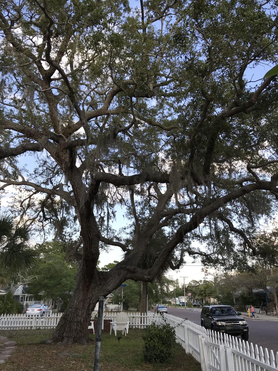 Magnificent old live oak tree in the yard with a wishing well and seating area