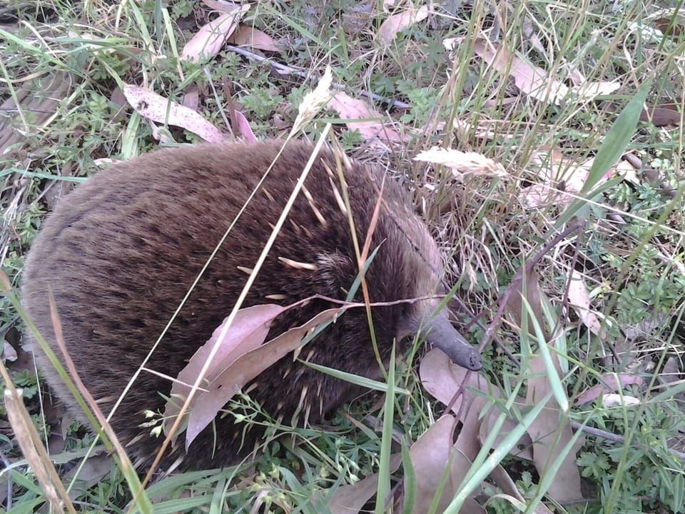 Wildlife around the house, a cute echidna.