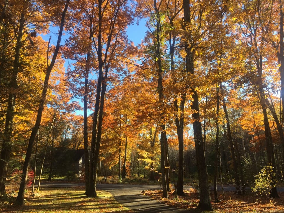 Autumn Color