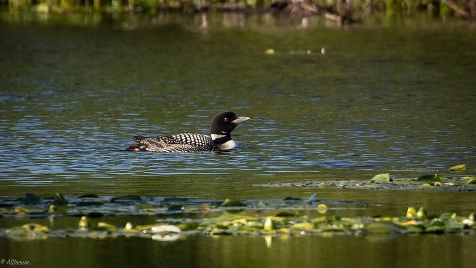 Resident Mother Loon