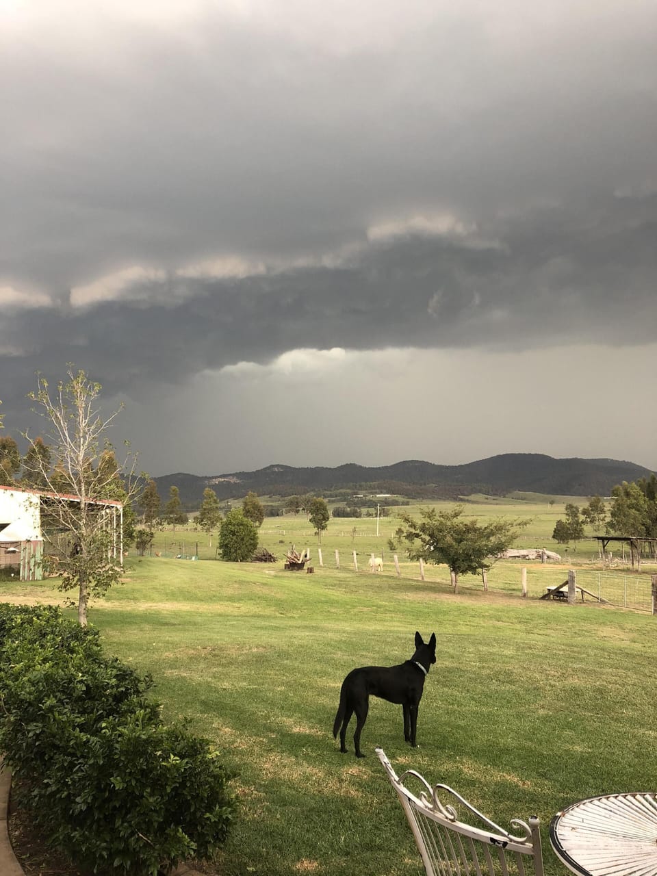Tiggy our dog watching a storm rolling in. Apart from sunsets -, amazing storms!