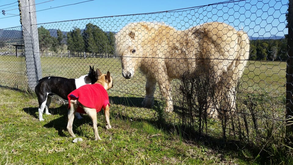 Sonny, the resident pony, meeting Ralph and Zoe, guests at Edenview