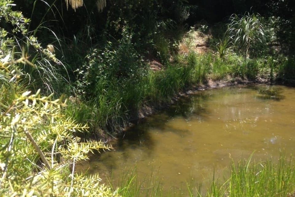 gardens and pond 
