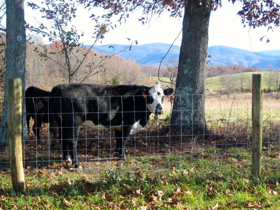 Cattle and mountains