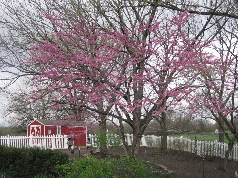 Spring photo looking at the old chicken house.
