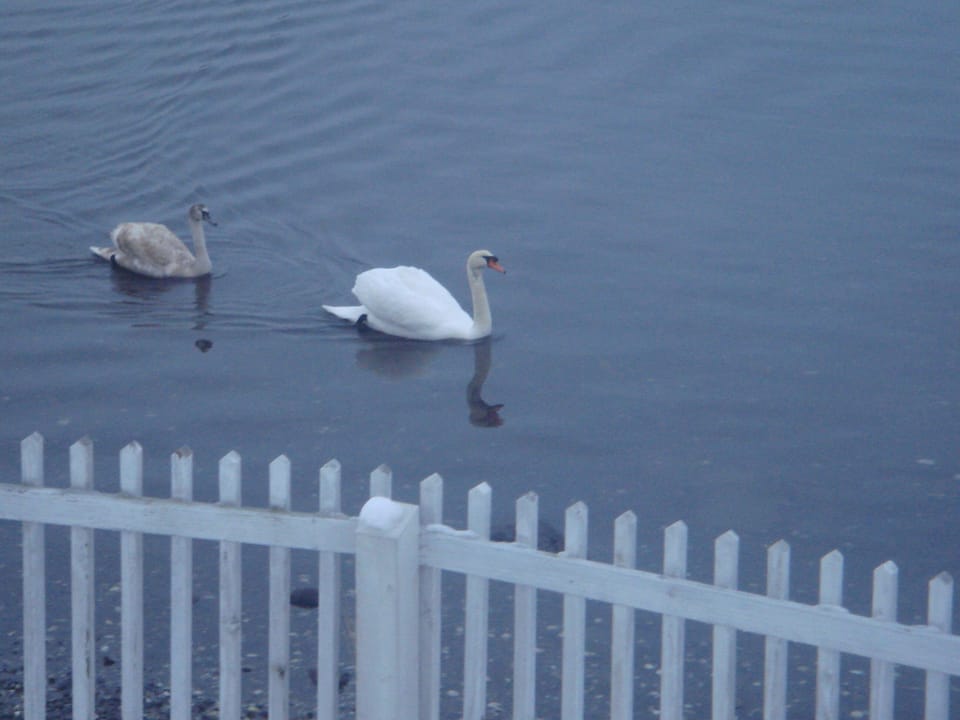 frequent visitors