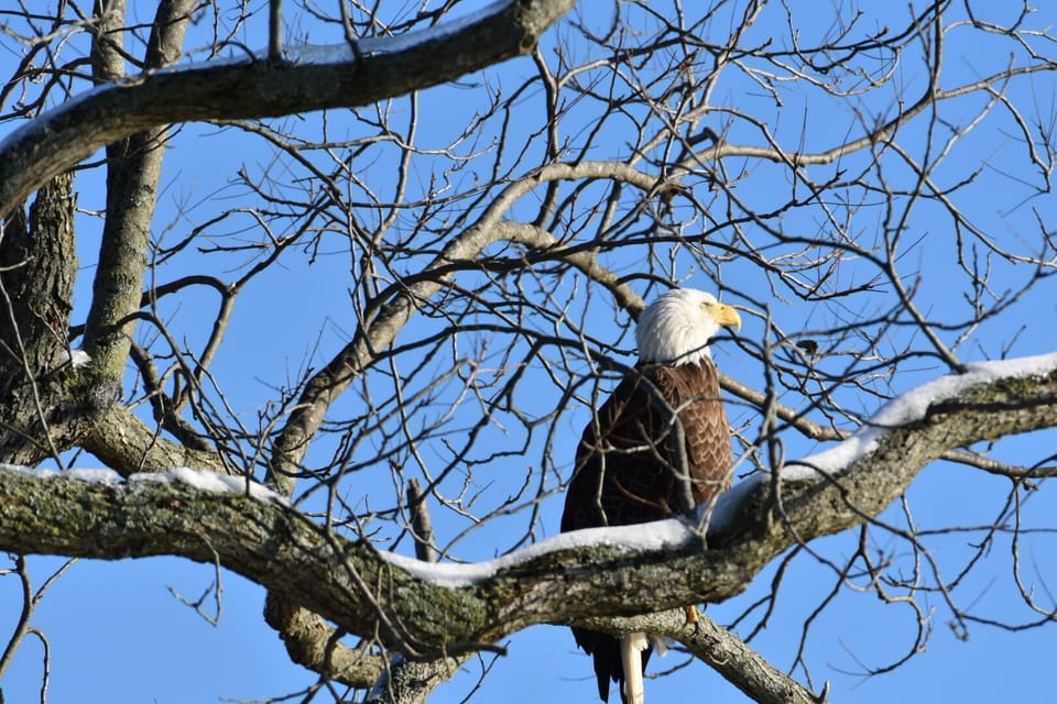 Nesting Bald Eagle