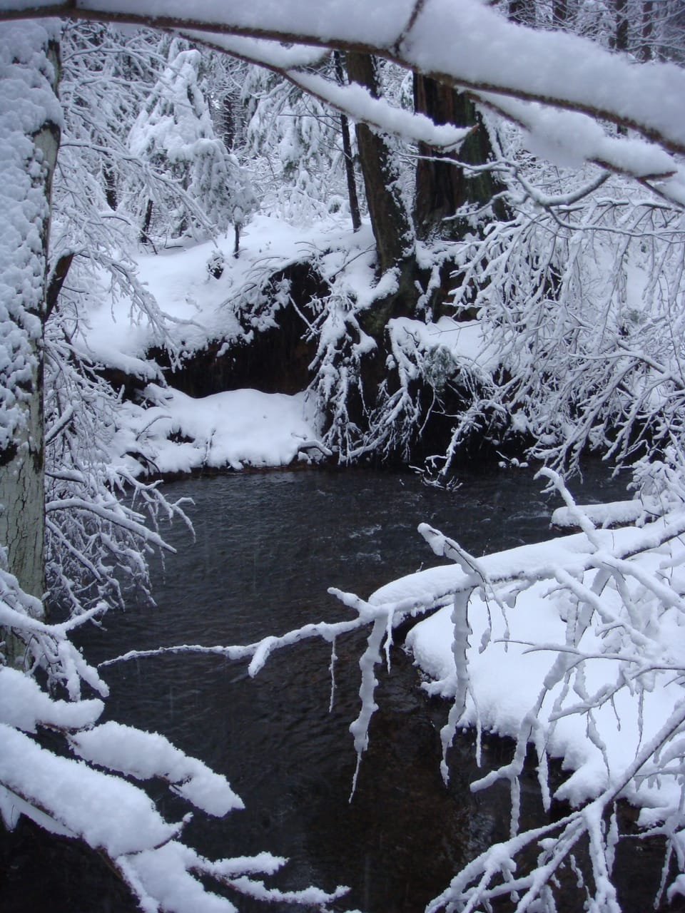 Backyard creek in winter