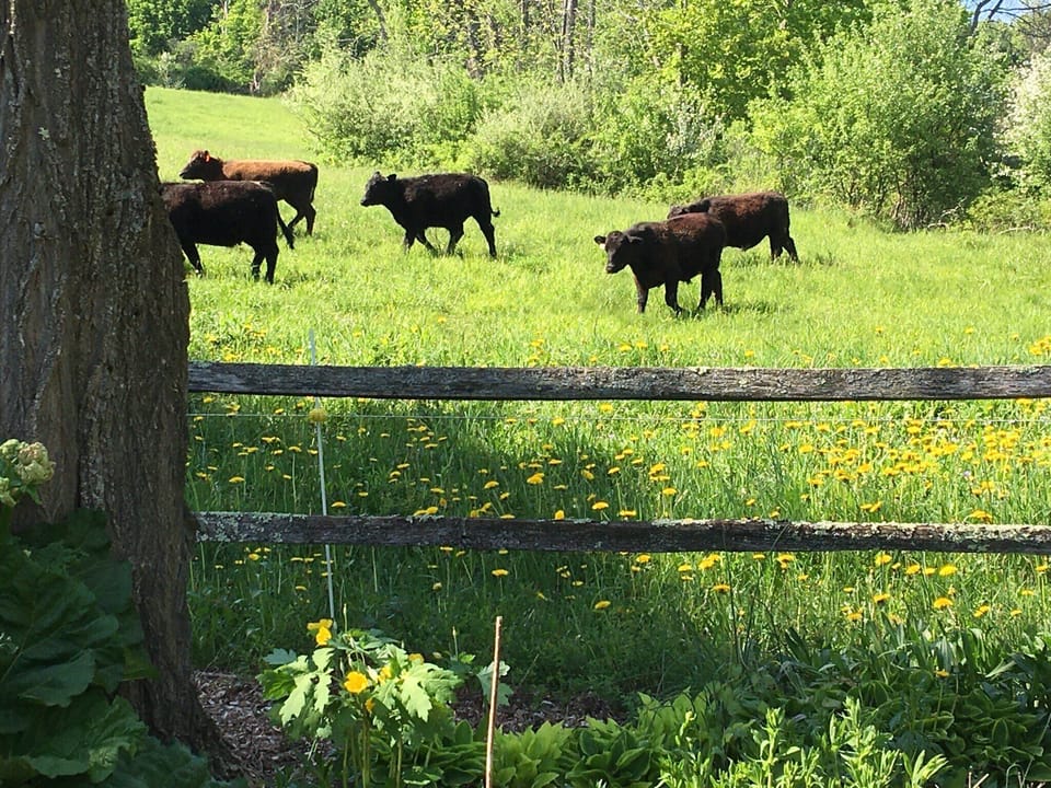 Cows across the street during the summer months. 