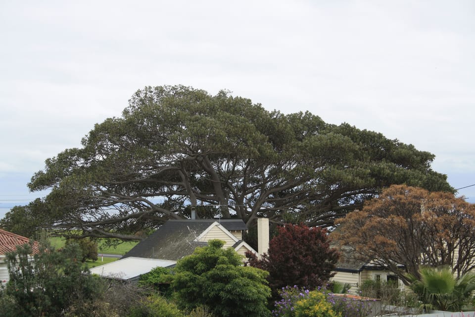 Actual view from the balcony of 100+ year old fig tree and heritage home 