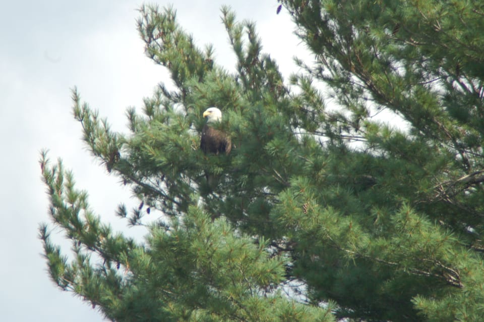 Ed Jr. the Bald Eagle