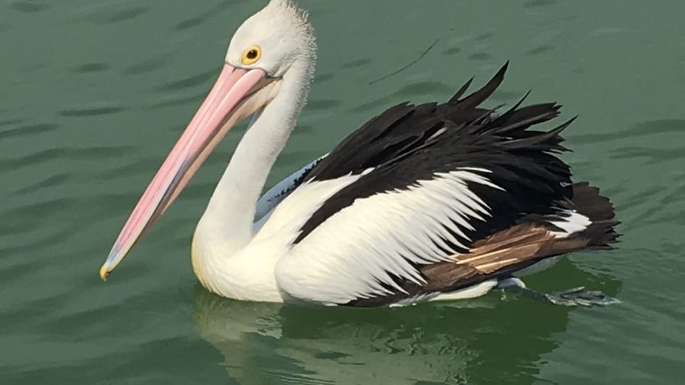 Pelican feeding will be reintoduced when social distancing eases.  