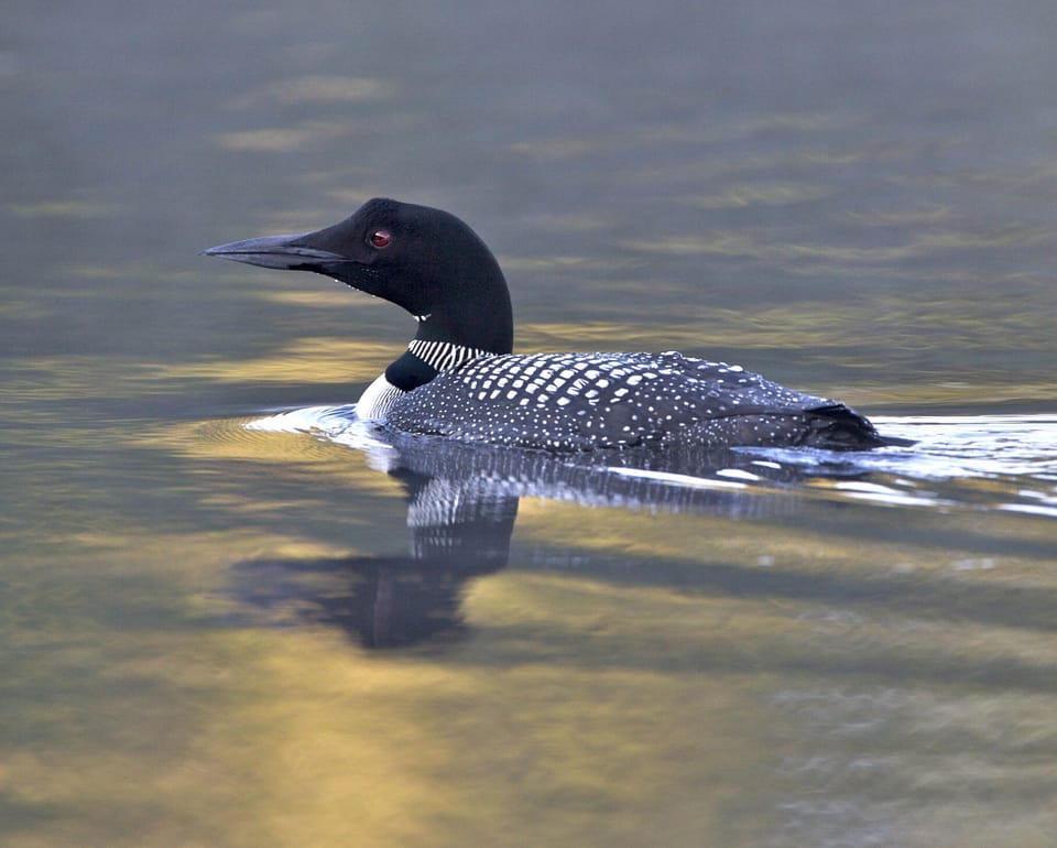 Loon on Damariscotta Lake