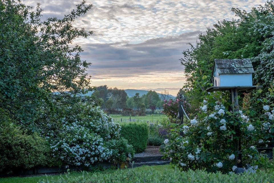 Back garden 