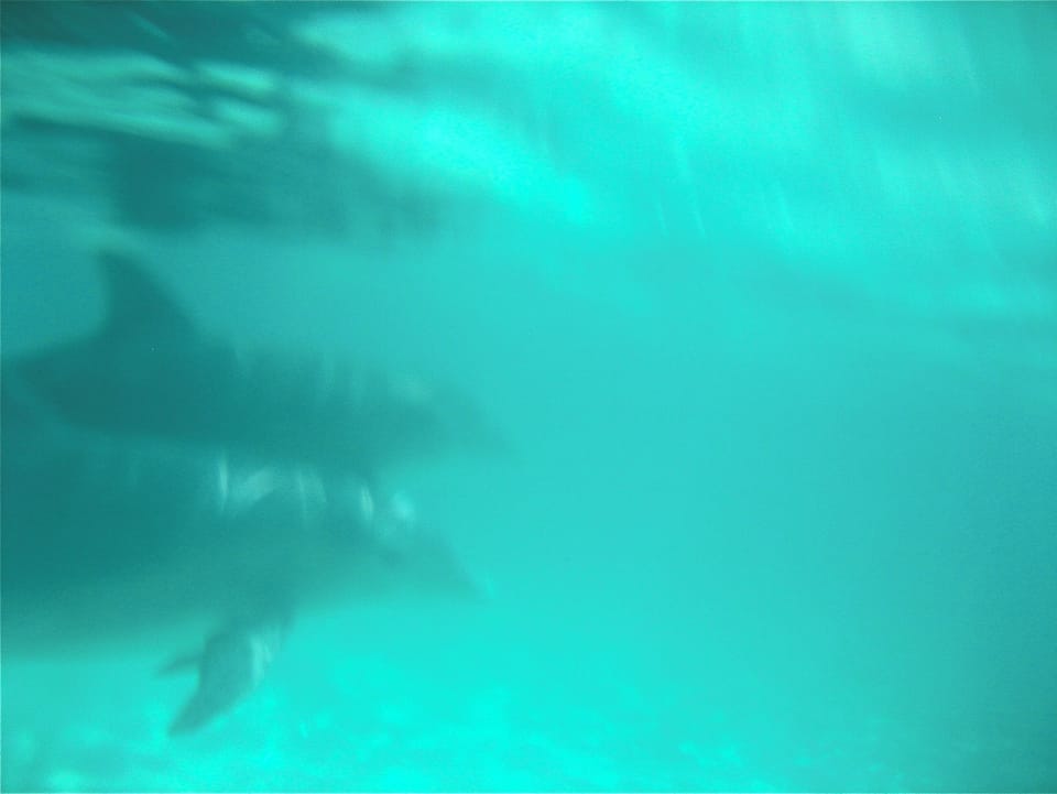 'Our' dolphins visit on occasion and hang out with whoever is in the water. 