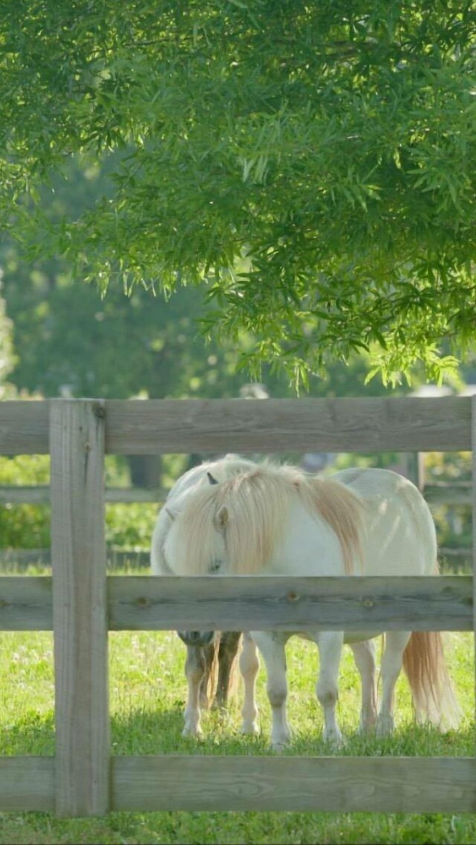 Horses enjoying the shade