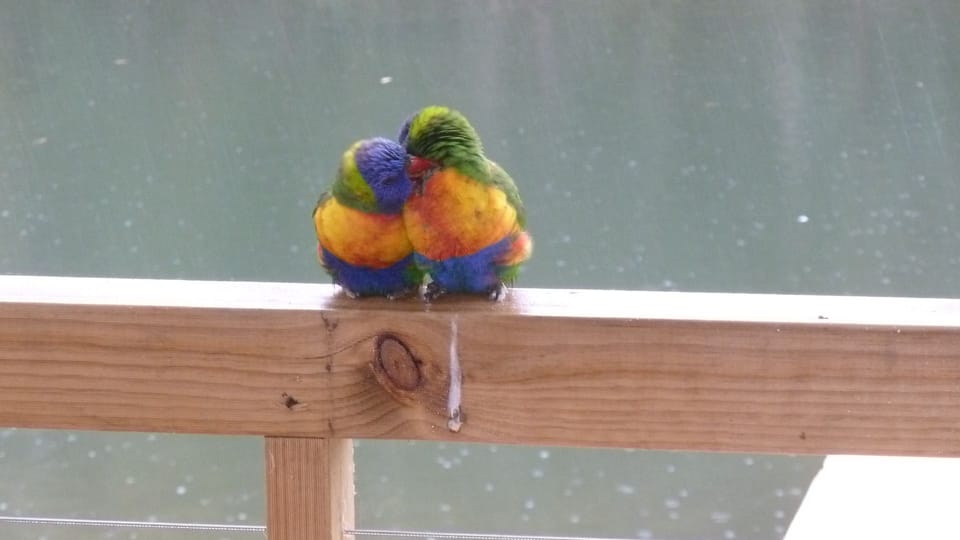 Local wildlife