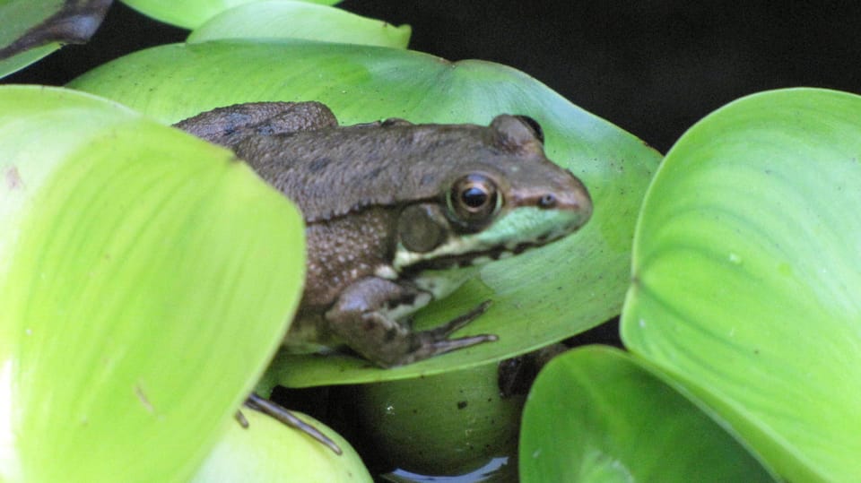 A friendly resident!