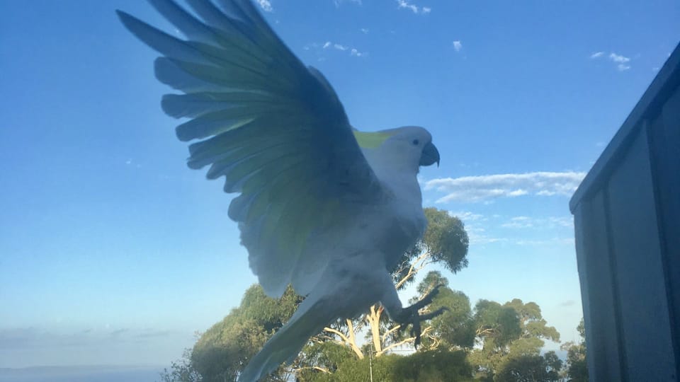 Say hello to the local wildlife 