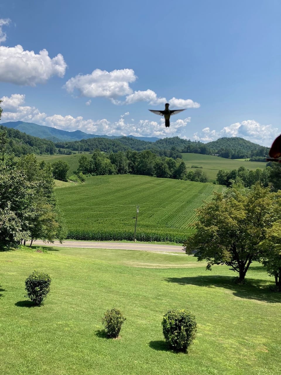 Hummingbirds put on quite a show around the feeders. Photo taken summer of '23.