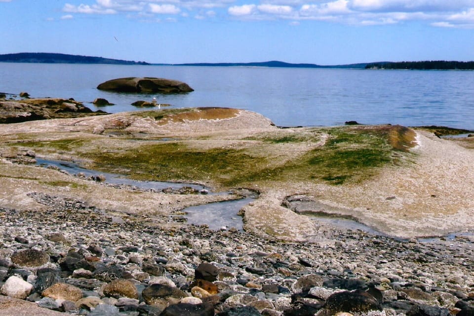 Tide pools are fun to explore at low tide.