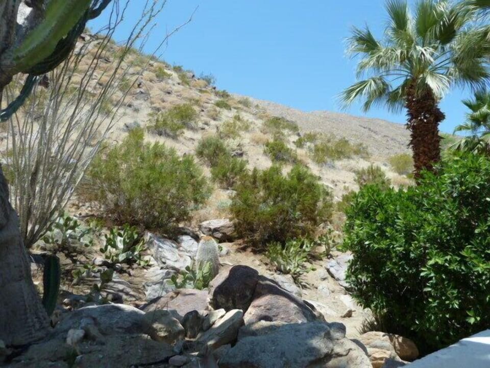 Natural landscape of cactus, ocotillo, sage, palms and native rock