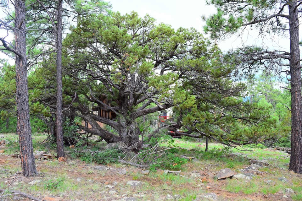 Our favorite very old Juniper Tree behind cabin on forest trail