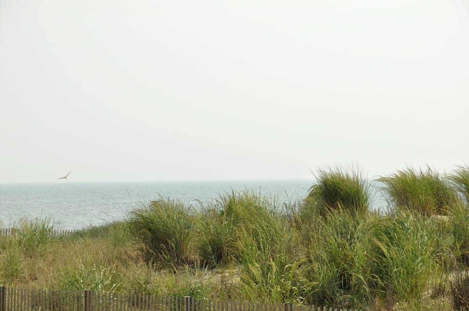 Dunes and sea grass