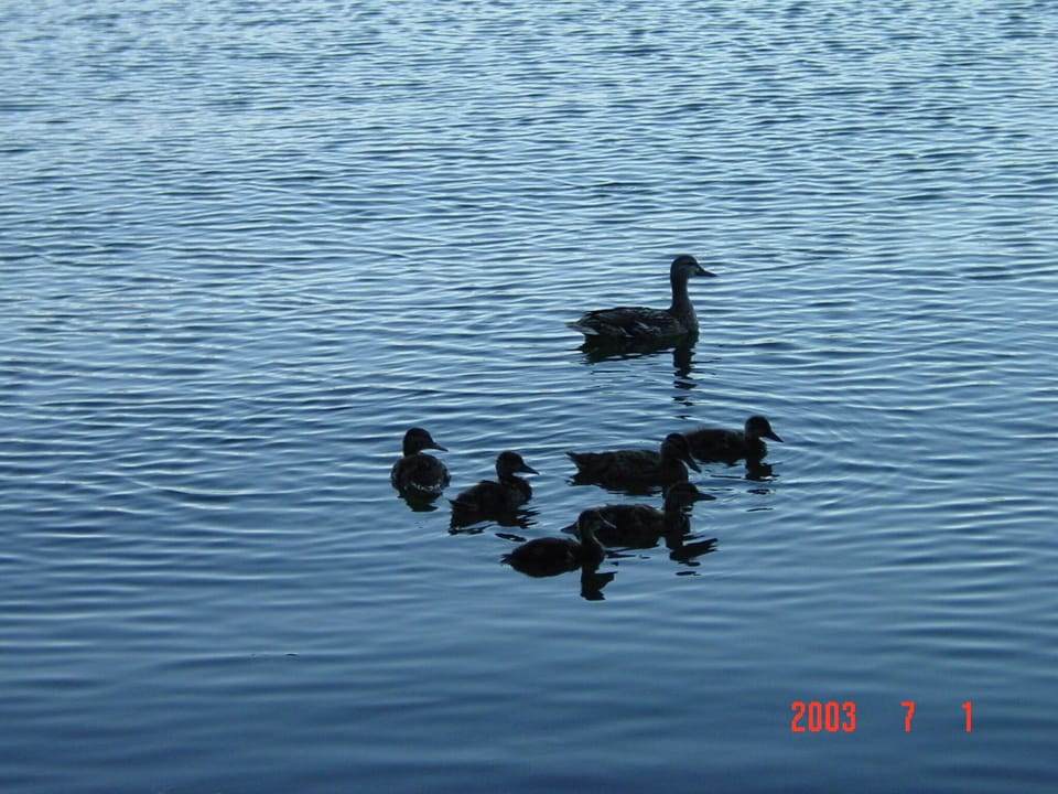 Family of ducks on Clear Lake