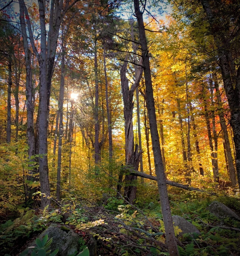 Woods off the back deck in fall