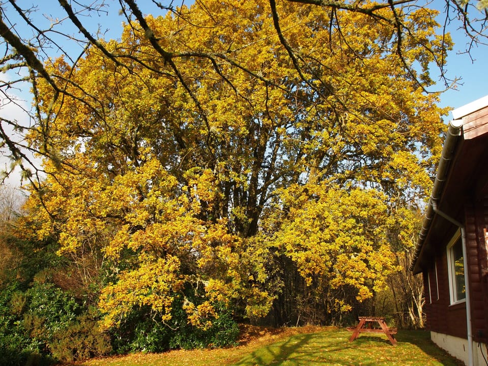 The forest changes throughout the year.