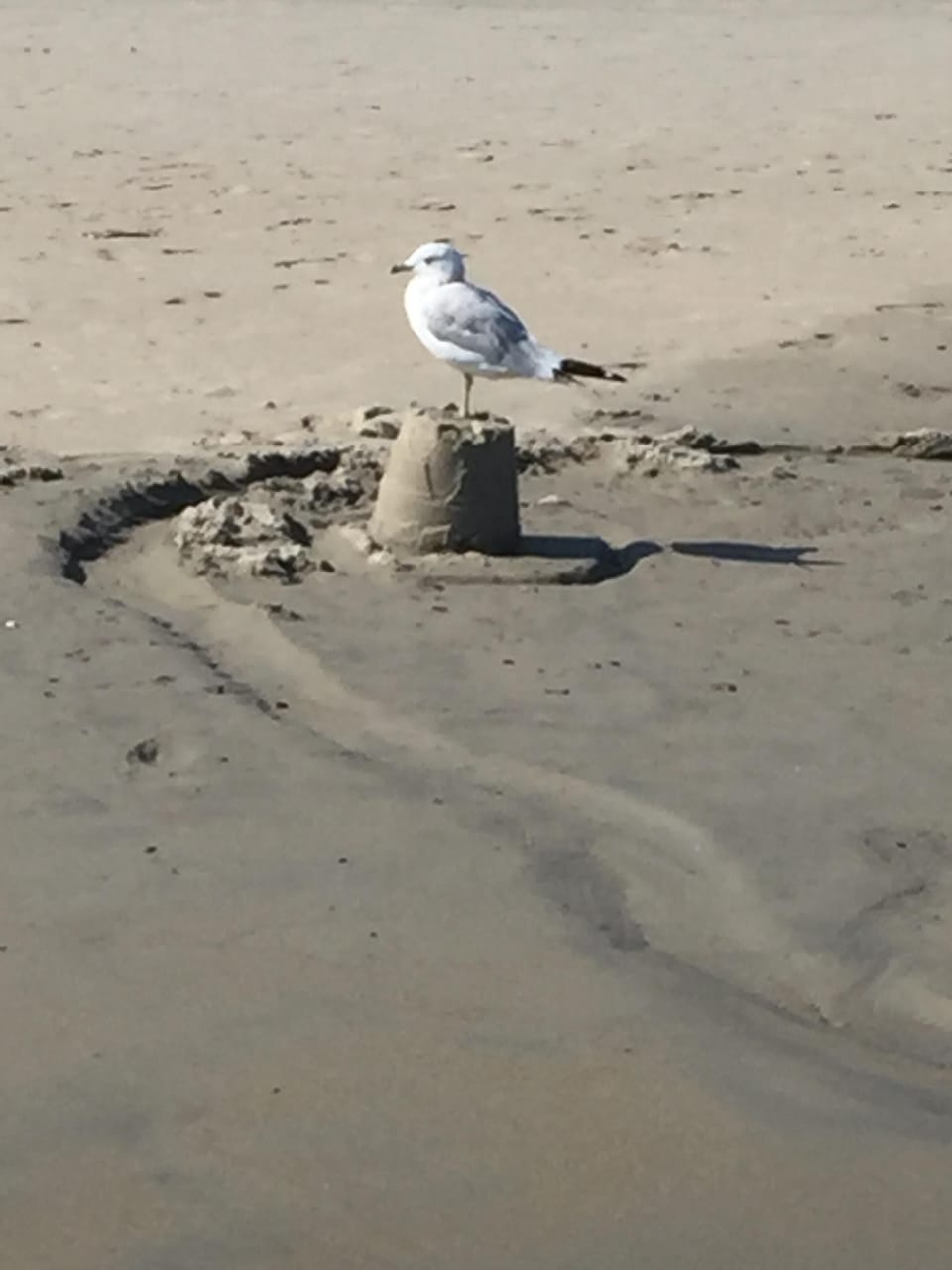 Seagull on wells beach
