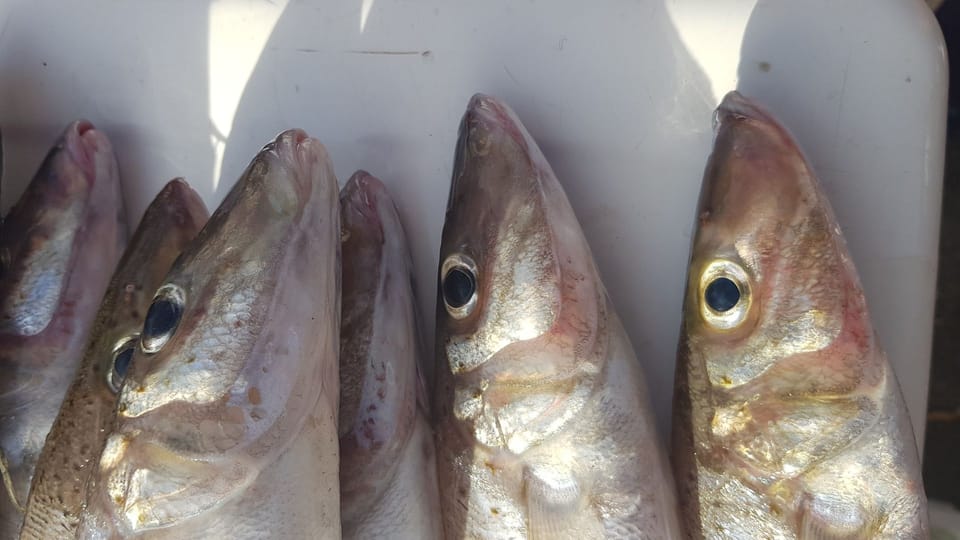 fishing advice and go to spots on offer
