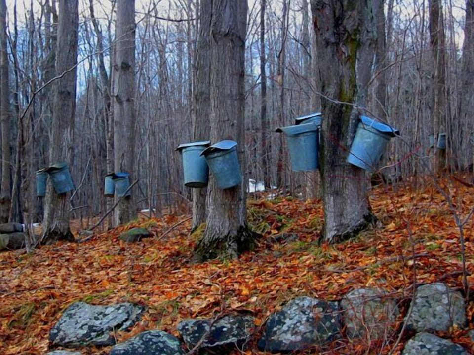 Maple tree tapping