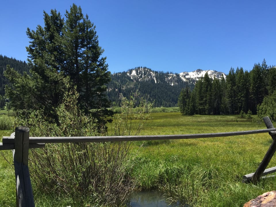 the meadow