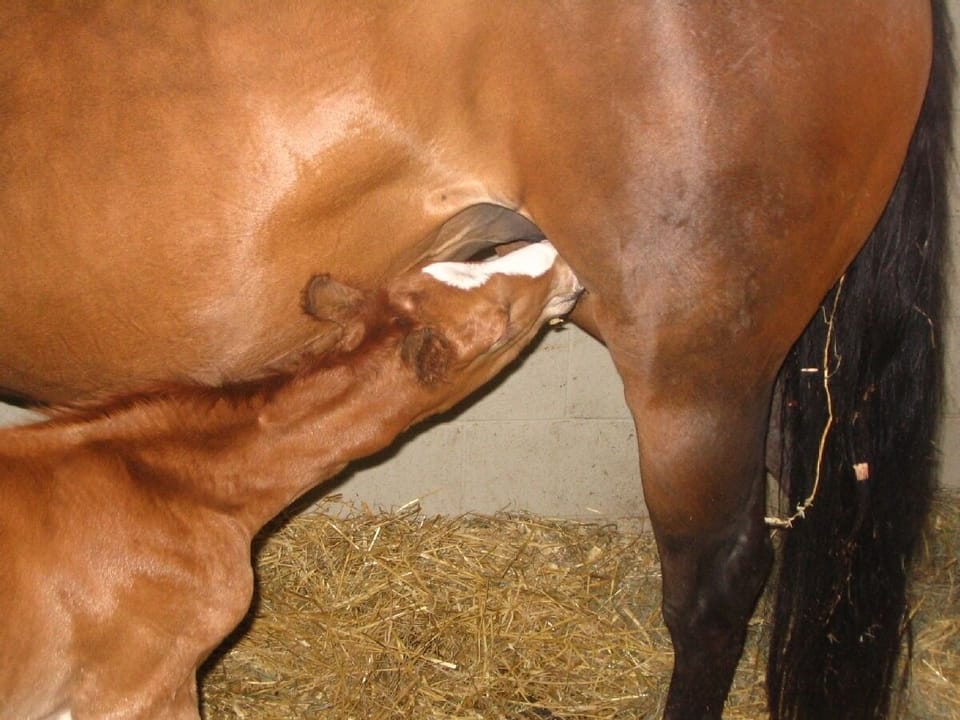 Ask us about our baby horse birthing schedule!