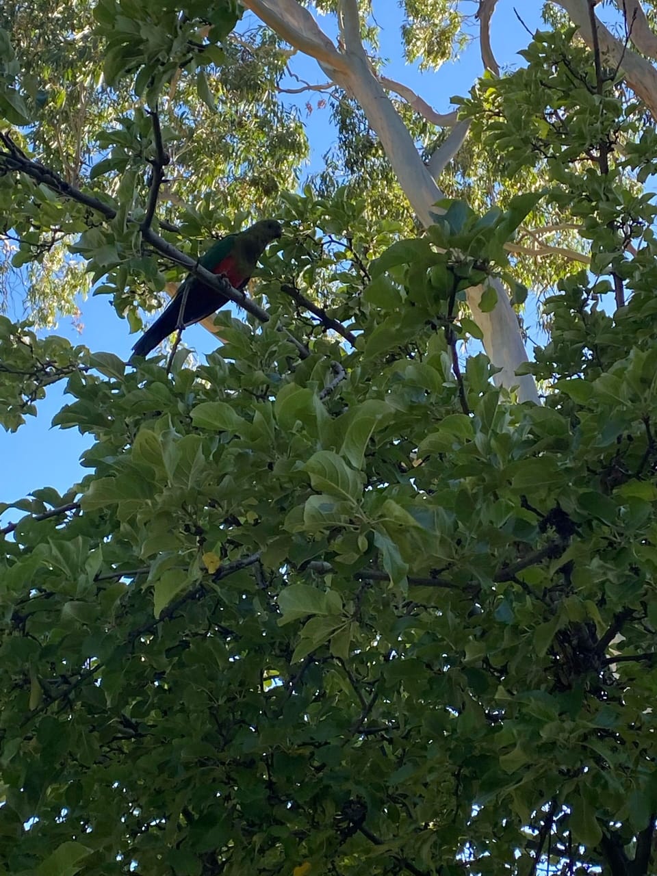 Bird visitors