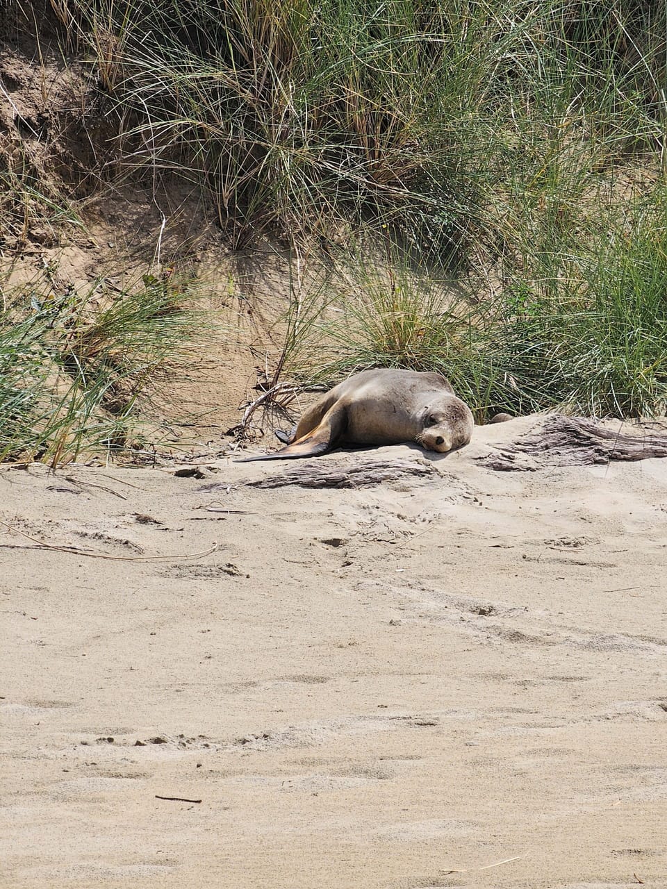 Seal lazing on the beach