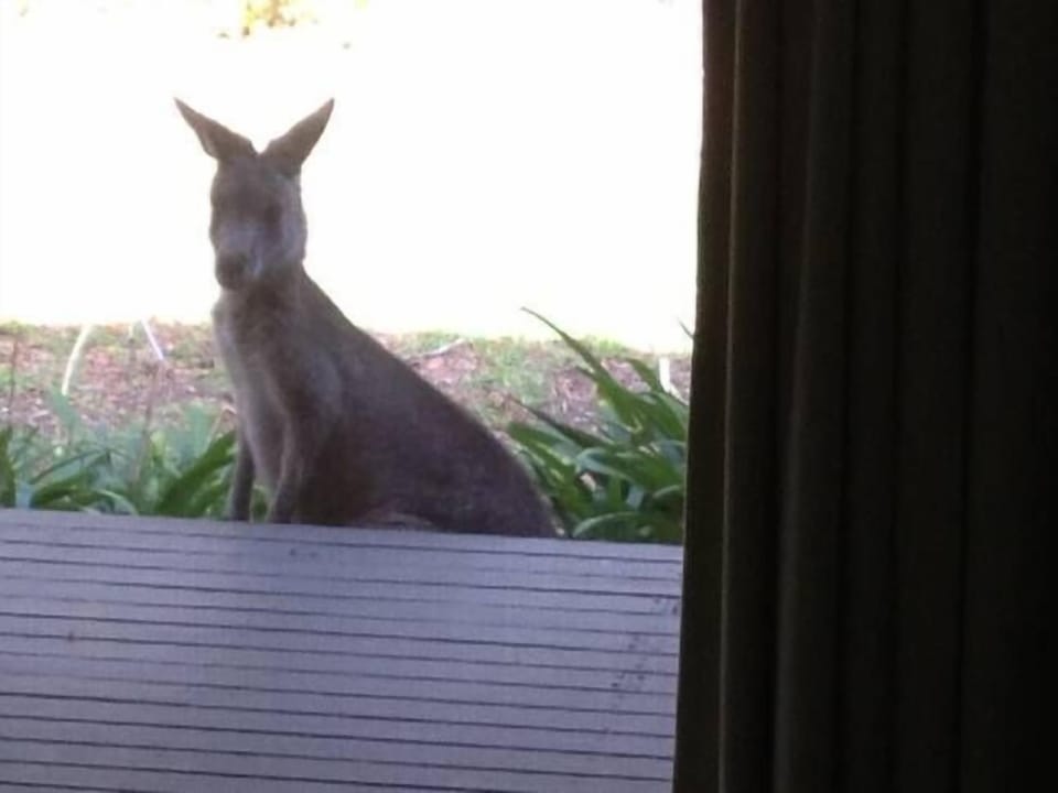 Friendly local at front door